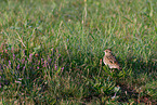 woodlark