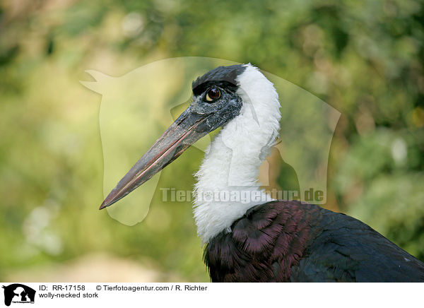 Wollhalsstorch / wolly-necked stork / RR-17158