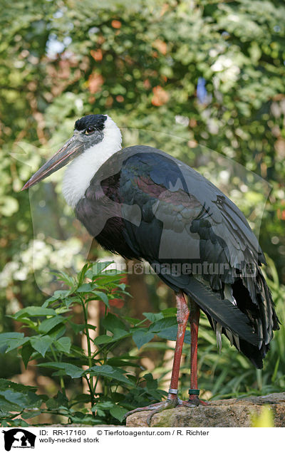 wolly-necked stork / RR-17160
