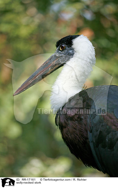 wolly-necked stork / RR-17161