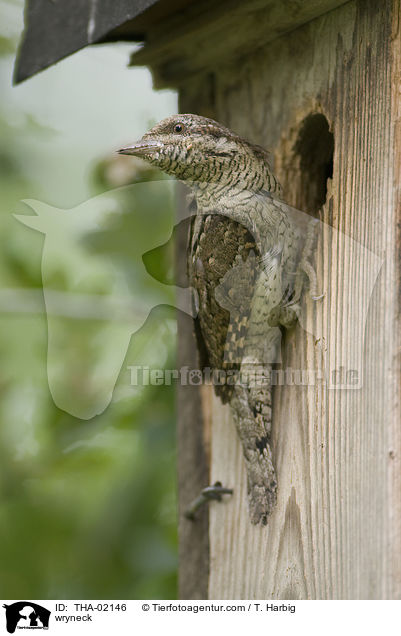 Wendehals / wryneck / THA-02146