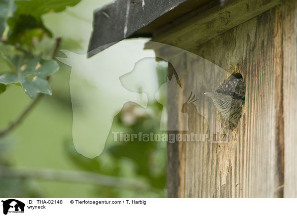 wryneck / THA-02148