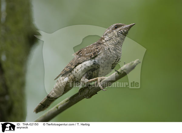 wryneck / THA-02150