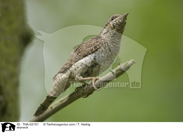 wryneck / THA-02151