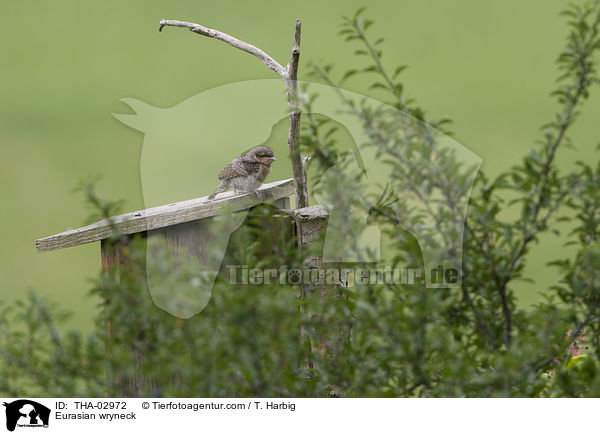 Eurasian wryneck / THA-02972