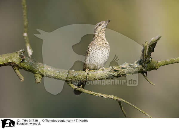 Eurasian wryneck / THA-04736