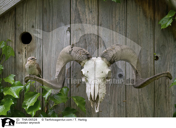 Wendehals / Eurasian wryneck / THA-06528