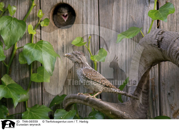 Wendehals / Eurasian wryneck / THA-06559