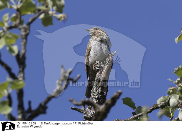 Eurasian Wryneck / FF-10159