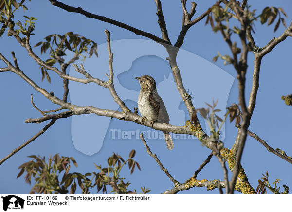 Wendehals / Eurasian Wryneck / FF-10169