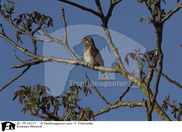 Wendehals / Eurasian Wryneck / FF-10171