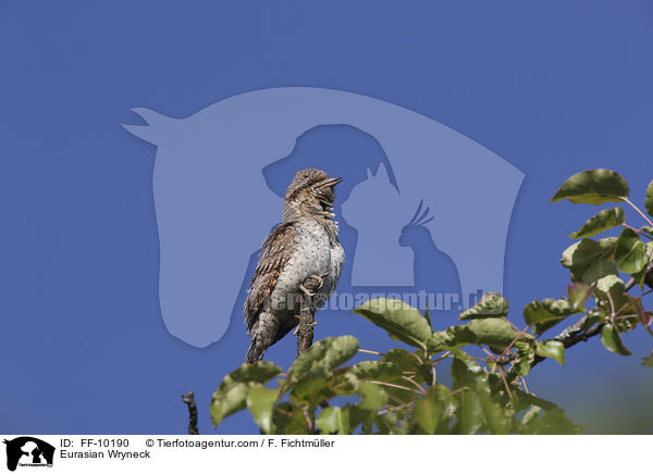 Wendehals / Eurasian Wryneck / FF-10190