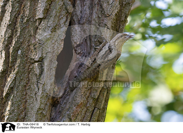 Wendehals / Eurasian Wryneck / THA-08418