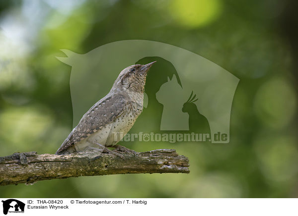 Wendehals / Eurasian Wryneck / THA-08420