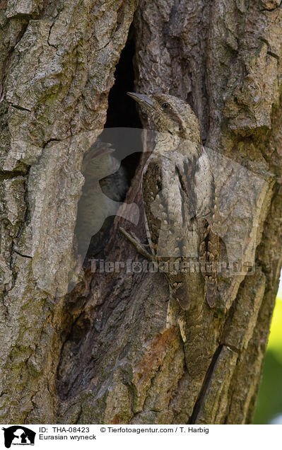 Wendehlse / Eurasian wryneck / THA-08423