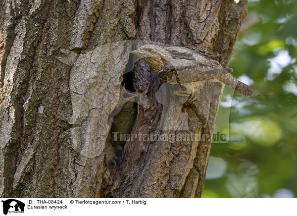 Wendehlse / Eurasian wryneck / THA-08424