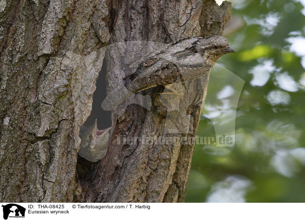 Wendehlse / Eurasian wryneck / THA-08425