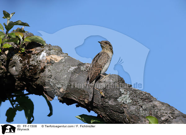 Wryneck / FF-11508