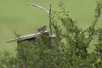 Eurasian wryneck