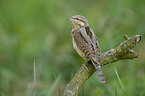 Eurasian wryneck