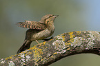 Eurasian wryneck