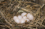 Eurasian wryneck eggs
