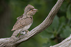 Eurasian wryneck