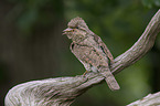 Eurasian wryneck