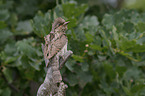 Eurasian wryneck