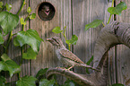 Eurasian wryneck