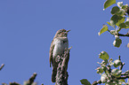 Eurasian Wryneck