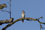 Eurasian Wryneck