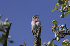 Eurasian Wryneck