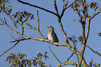 Eurasian Wryneck