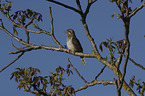 Eurasian Wryneck