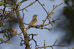 Eurasian Wryneck