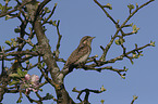 Eurasian Wryneck