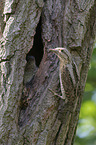 Eurasian wryneck