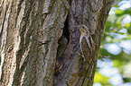 Eurasian wryneck