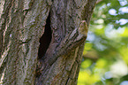 Eurasian Wryneck