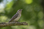 Eurasian Wryneck