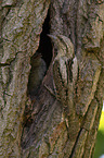 Eurasian wryneck