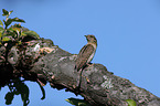 Wryneck