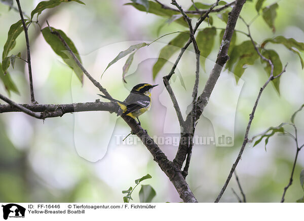 Gelbbauch-Flachschnabel / Yellow-Breasted Boatbill / FF-16446