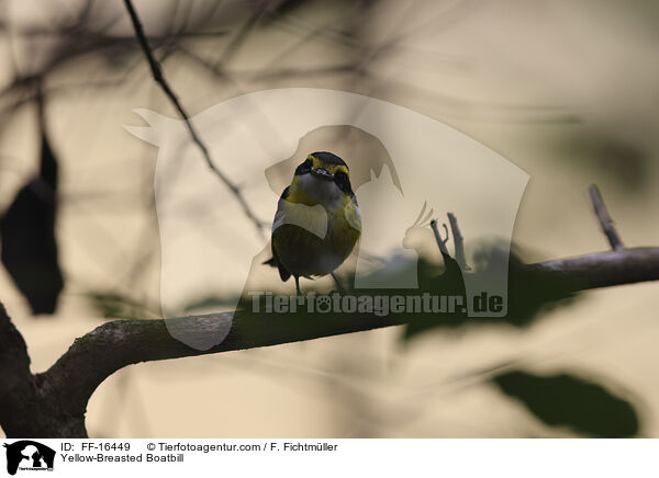 Gelbbauch-Flachschnabel / Yellow-Breasted Boatbill / FF-16449