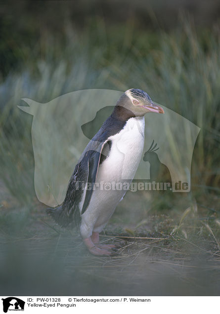Gelbaugen-Pinguin / Yellow-Eyed Penguin / PW-01328