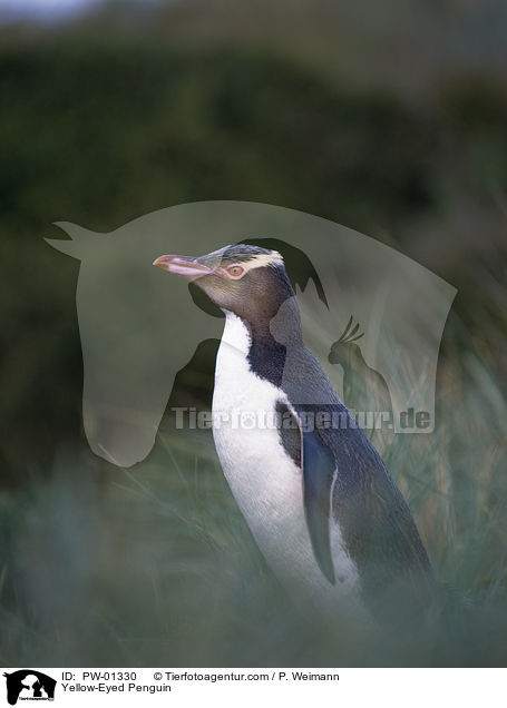 Yellow-Eyed Penguin / PW-01330