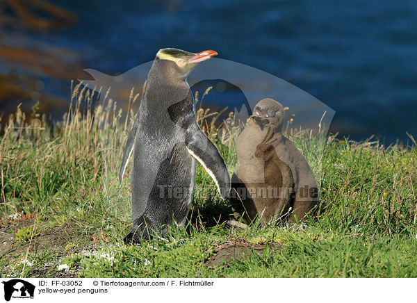 Gelbaugenpinguine / yellow-eyed penguins / FF-03052
