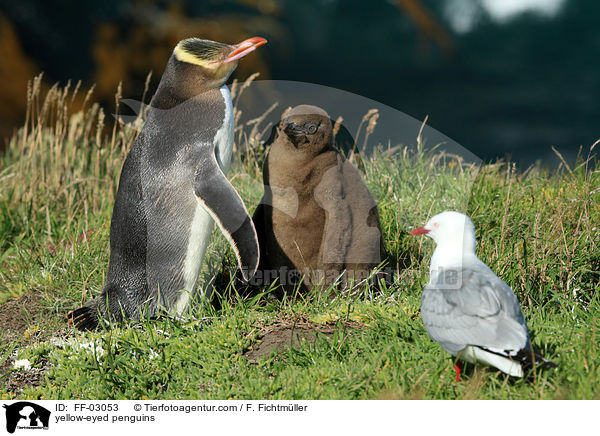yellow-eyed penguins / FF-03053