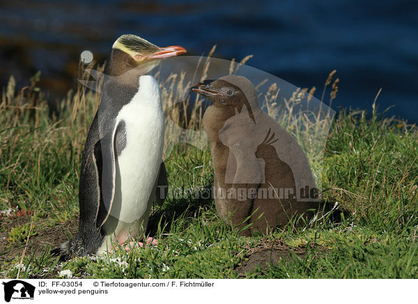 yellow-eyed penguins / FF-03054